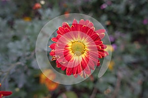 Closeup of red and yellow flower of Chrysanthemum in October