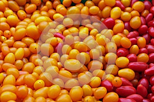 Closeup of Red and Yellow Jellybean Tomatoes