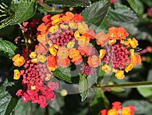 Closeup on red and yellow Lantana flower