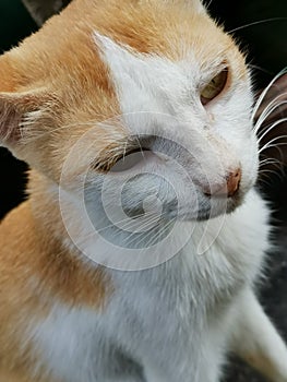Closeup of a red yellow-whitish stray cat with yellow eyes and pink nose
