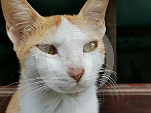 Closeup of a red yellow-whitish stray cat with yellow eyes and pink nose