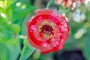 Closeup of a Red Zinnia Flower