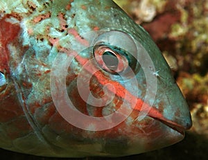 Closeup of Redband Parrotfish