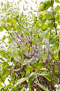 Closeup of redbud tree with seeds.