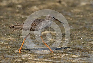 Closeup of a Redshank at Busiateen coast, Bahrain