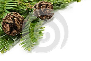 Closeup of redwood needles and cones