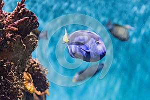 Closeup of a regal blue tang in aquarium environment