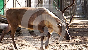 Closeup of a reindeer walking by the camera, tropical animal specie from America