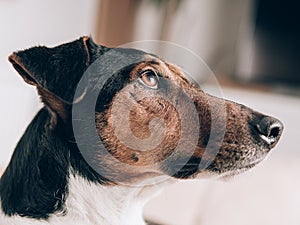 A closeup of a relaxed dog at home. Cute terrier dog portrait