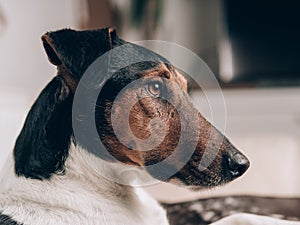 A closeup of a relaxed dog at home. Cute terrier dog portrait