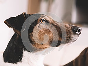 A closeup of a relaxed dog at home. Cute terrier dog portrait