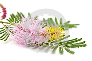 Closeup of religious flower of  prosopis cineraria, also known as Ghaf or shami, isolated over white