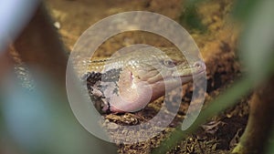 Closeup of reptile in grass, a terrestrial animal laying on soil