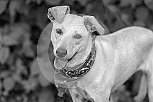 Dog Adopt Rescue Animal Tounge Hanging Out Of Mouth Black And White