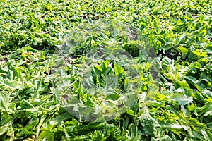 Closeup of the residue on the field after harvesting endive