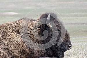 Closeup of a resting buffalo