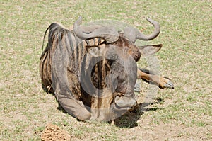 Closeup of a resting solitary Wildebeest