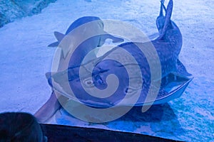 Closeup of Rhina ancylostoma swimming in the aquarium