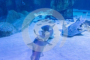 Closeup of Rhina ancylostoma swimming in the aquarium