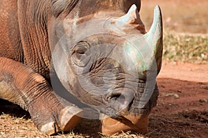 Closeup of a rhino