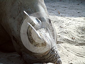 Closeup of rhino head lying on the sand, animal, horn, wildlife