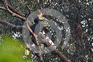 Closeup of a Rhinoceros Hornbill on a branch in the jungles of southeast Asia in Thailand