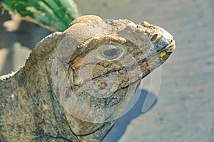 Closeup of a rhinoceros iguana