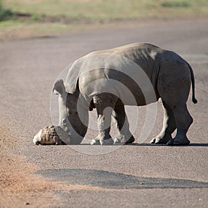 Closeup of a rhinoceros and its calf in a savannah on a sunny day