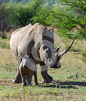 Closeup of a rhinoceros and its calf in a savannah on a sunny day