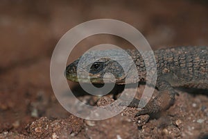 Closeup on the Rhodesian or Zimbabwean girdled lizard , Cordylus rhodesianus in a terrarium