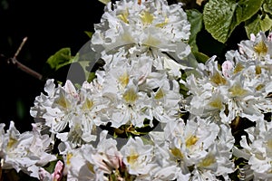 Closeup of Rhododendron decorum flowers growing outdoor on a sunny day