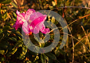 Closeup of Rhododendron flower in Bucegi Mountains, Romanian Carpathians