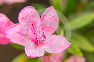 Closeup of rhododendron flower showing pistil and staminas