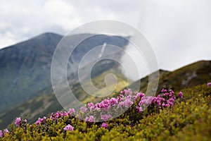 Closeup of rhododendron pink flowers on mountain peak