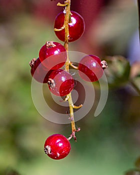 Closeup of a Ribes triste, known as the wild redcurrant photo