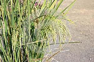 Closeup of rice ear on road