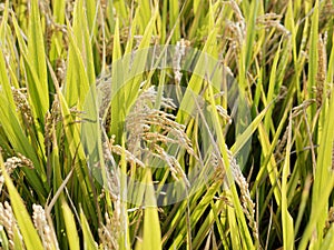 Closeup of rice paddy in rice fields and rice plantation in China. Organic rice farm in Asian. Agriculture background.