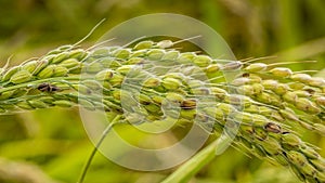 Closeup of a rice plant