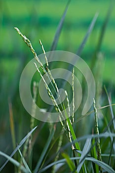 Closeup of rice plants