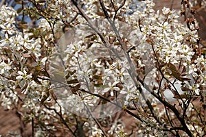 Closeup on the rich white blossoming juneberry, serviceberry or shadbush shrub, Amelachier lamarckii