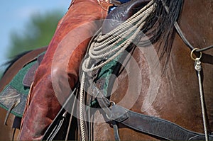 Closeup of rider on a horse featuring a lariat and orange chaps