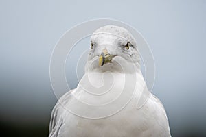 A closeup of ring-billed seagull`s face with green background.