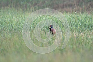 Closeup of a Ring-necked Pheasant (Phasianus colchicus) in a green field