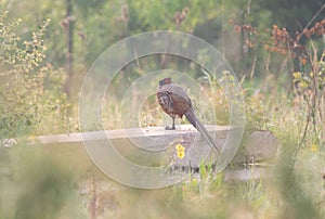 Closeup of a Ring-necked Pheasant (Phasianus colchicus) on a stone in a green field