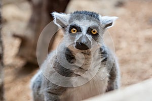 Closeup of a ring tailed captive lemur in a family zoo