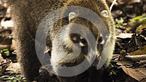 Closeup of Ring-tailed Coati Nasua nasua photo