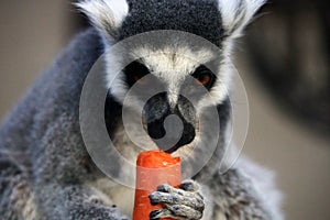 Closeup of a ring-tailed lemur eating a carrot