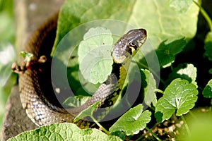 Closeup of a ringed snake