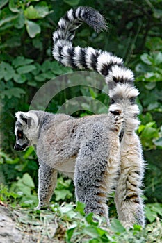 Closeup of a ringtailed lemur in a wildlife park