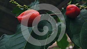 Closeup of ripe amazon nuts